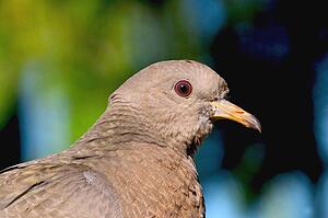 Wood pigeon