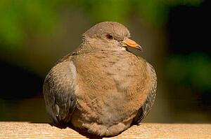 Wood pigeon