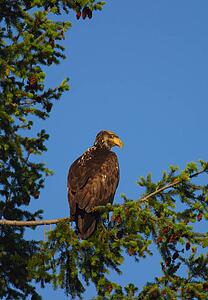 Young bald eagle