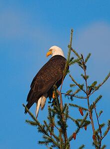 Bald eagle