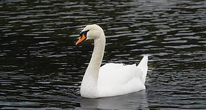 Swan on the water