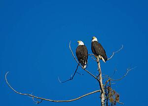 Pair of bald eagles