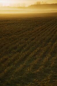 Cultivated field early in the morning