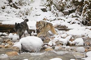 Wolves crossing a river