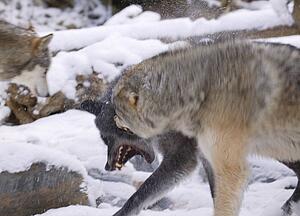 Snarling wolf