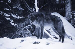Lone wolf in snow
