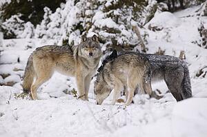 Three wolves in the snow