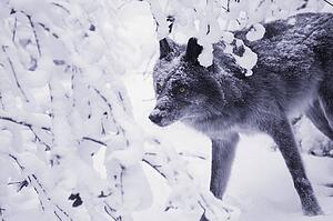 Lone wolf in snow