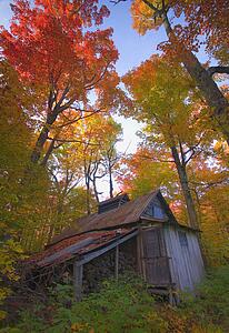 Building in trees