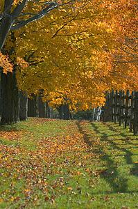 Autumn trees