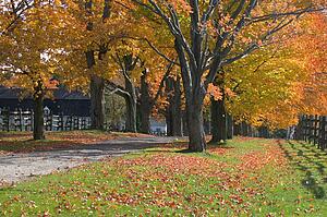 Autumn trees surrounding driveway