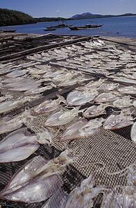 Squid on drying racks