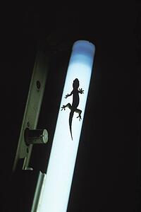 Gecko on light