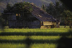 Grass Roof building