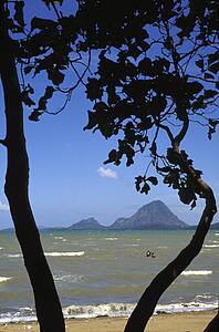 Tropical View