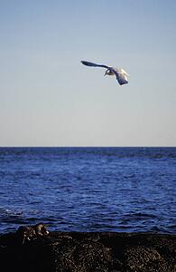 Seagull above water