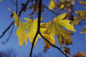 Autumn leaf