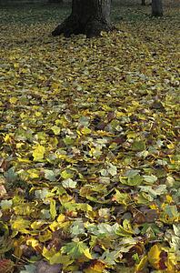Leaves fallen on ground