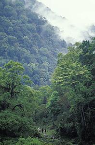 Hikers in jungle