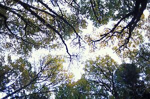 Sun shining through tree tops