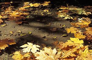 Leaves on ground