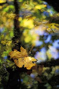 Leaf floating on water