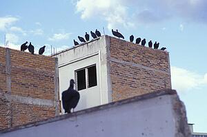 Flock of birds perched