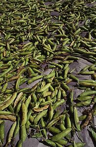 Green peas laid out to dry