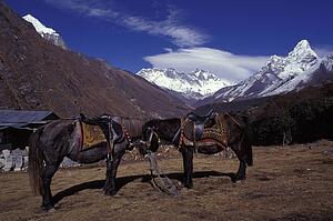 Native ponies with mountain range in background