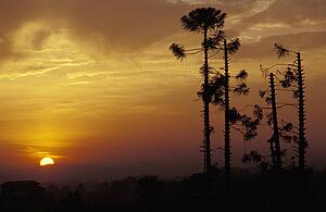 Sunset with plants in foreground