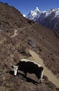 Cow grazing in mountainous landscape