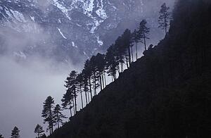 Row of coniferous trees on mountainside