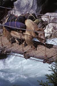 Laden ox crossing a river on a wooden bridge
