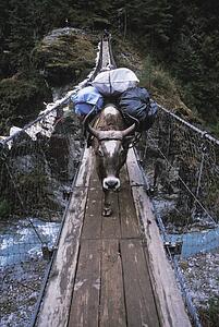 Ox carries a load across a wooden bridge