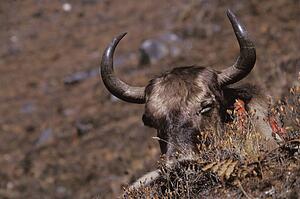 Grazing cattle