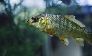 Freshwater fish