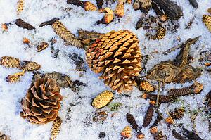 Fallen pine cones