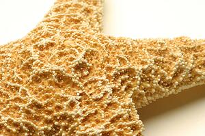 Starfish