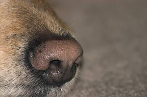 An animal's nose
