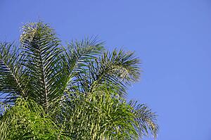 Palm tree branches