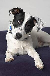 Small black and white dog