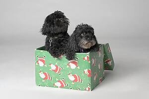 Pair of adorable puppies