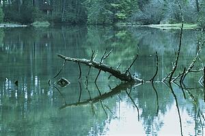 Scenic woodland lake