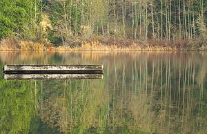 Woodland lake