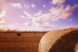 Harvested hay