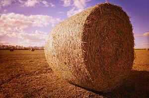 Harvested hay field