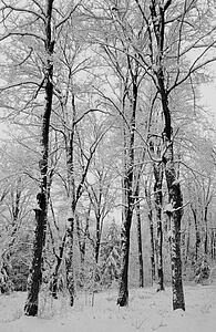 Winter wonderland