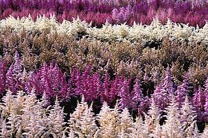 Field of flowers
