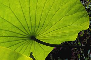 Leaf
