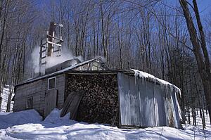 Cabin in woods